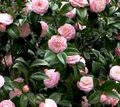 Pink Perfection Camellia Japonica Starter Plant | Bare Root | Pale Pink Double Blooms | Evergreen Shade Shrub Zones 7b-10