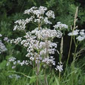 Anise (Pimpinella anisum) Seeds - 400 Seeds, Aromatic Culinary Herb