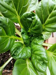 Tatsoi Pak Choi Seeds - Brassica rapa var. rosularis, 500mg Pak Choi Tatsoi Seeds for Salads, Stir-Fries, and Soups