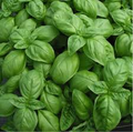 Sweet Basil (Ocimum basilicum) Seeds - 25 Fresh Seeds for Pesto, Salads & Cooking