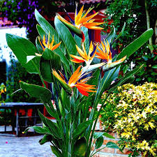 Orange Bird of Paradise Seeds (Strelitzia reginae) – 45 Seeds, 3-5 ft, Zones 9-11
