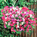 Sweet Pea Seeds - Flaked Mixture (50+ Seeds) Fragrant Climbing Vines for Trellis