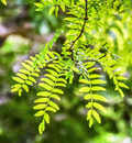 Thornless Honey Locust Tree (Gleditsia triacanthos var. inermis) Bare Root 18-24"
