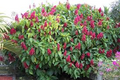 Brazilian Red Cloak Unrooted Cuttings (7 x 5-8") Easy to Root – Megaskepasma erythrochlamys