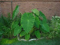 Colocasia Esculenta Bulbs - 15 Elephant Ear Taro Gabi Kalo Eddo Starter Plant