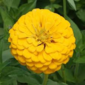 Zinnia Canary Bird Double Blooms - 200 Non-GMO Seeds for Bright Yellow Cut Flowers