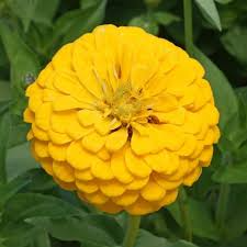 Zinnia Canary Bird Double Blooms - 200 Non-GMO Seeds for Bright Yellow Cut Flowers