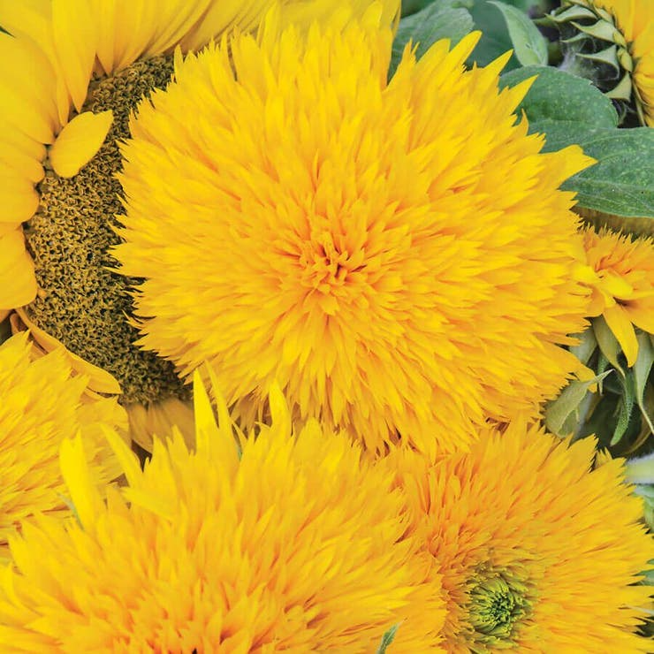 Yellow Giant Teddy Bear Sunflower Seeds - 50 Premium Rare Helianthus annuus ‘Teddy Bear’