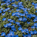Blue Creeping Thyme Seeds - non-GMO Ground Cover, Drought-Tolerant, 250 Seeds