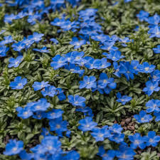 Blue Creeping Thyme Seeds - non-GMO Ground Cover, Drought-Tolerant, 250 Seeds