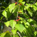Ilex montana Mountain Holly Seeds - 500 mg for Native Garden & Wildlife