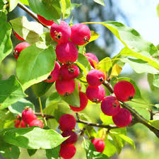 Dolgo Crabapple Seeds - 25+ Pink-Flowering Malus × robusta Dolgo Seeds (USA Grown)