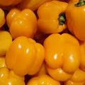 Golden California Wonder Pepper Seeds - Heirloom, Sweet & High-Yielding Capsicum annuum