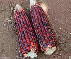 Bloody Butcher Corn Seeds - Heirloom, Non-GMO, 110 Days to Maturity