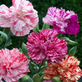 Double Picotee Mix Carnation (Dianthus caryophyllus) - Fragrant, Multi-Color Edges, 18-24 in