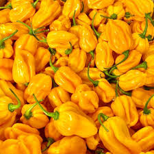 Caribbean Yellow Habanero Pepper Seeds – Capsicum chinense, 300,000+ Scoville – Heirloom, Non-GMO