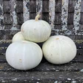 Valenciano Pumpkin Seeds - Heirloom, Non-GMO | Creamy White Skin, 8-20 lb 110 Days