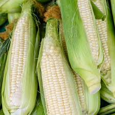 Silver Queen Hybrid Sweet Corn Seeds (35) – Zea mays