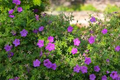 10 Cranesbill Wild Geranium Bare Roots (Geranium maculatum) - Native Perennial, Pollinator-Friendly
