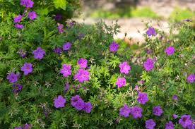 10 Cranesbill Wild Geranium Bare Roots (Geranium maculatum) - Native Perennial, Pollinator-Friendly