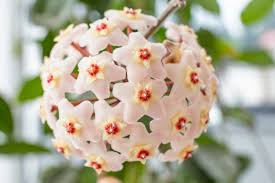 Hoya Carnosa Snow Ball Well-Rooted Cutting | Starter Live Plant 4" Pot