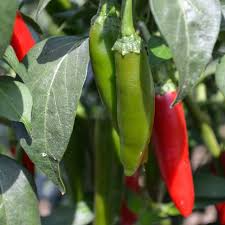 Serrano Tampiqueno Hot Pepper Seeds (250 mg) - Heirloom Capsicum annuum
