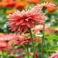Señorita Zinnia Seeds – 100+ Bright Fuchsia Blooms, Easy Annual for Pollinator Gardens