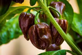 Chocolate Habanero Pepper Starter Plants (3) Capsicum chinense – Super Hot, Smoky Flavor