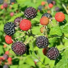 Mysore Black Raspberry (Rubus niveus) Bare Root Starter Plant - 4-10 Inches