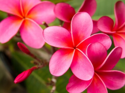 Pink Plumeria Cutting (Plumeria rubra) - Unrooted 10" Frangipani Starter