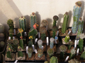 Pereskiopsis Unrooted Cuttings (5 pcs) - Cactus Grafting Rootstock