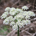 Heracleum Maximum Cow Parsnip Seeds - 1g | Native Wildflower for Pollinators