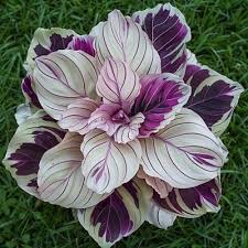 Purple Beauty Calathea Seeds (Calathea sp.) – 25+ Seeds, Tropical Foliage
