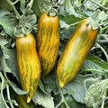 Green Sausage Tomato Seeds - Heirloom, Green-Yellow Striped, 30 Seeds