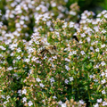 Thyme Seeds - 100mg Heirloom, Fragrant, Drought-Tolerant | Thymus vulgaris, Culinary Herb