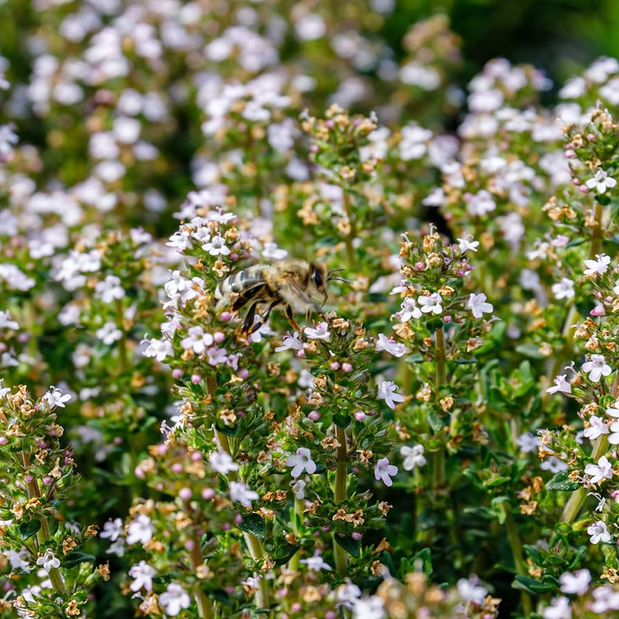 Thyme Seeds - 100mg Heirloom, Fragrant, Drought-Tolerant | Thymus vulgaris, Culinary Herb