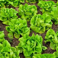 Bibb Butterhead Lettuce Seeds – 1g, Heirloom, Tender & Sweet, Cold Hardy, High Yield