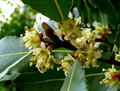 Laurus nobilis Bay Leaf Laurel Seeds - 5 Seeds Starter Plant | Bay Leaf Herb