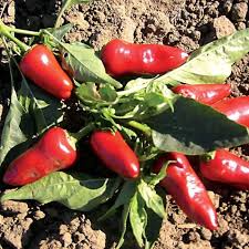 Fresno Chile Hot Pepper Seeds – 250mg, Medium Heat, High Yield, for Salsas, Pickling & Roasting