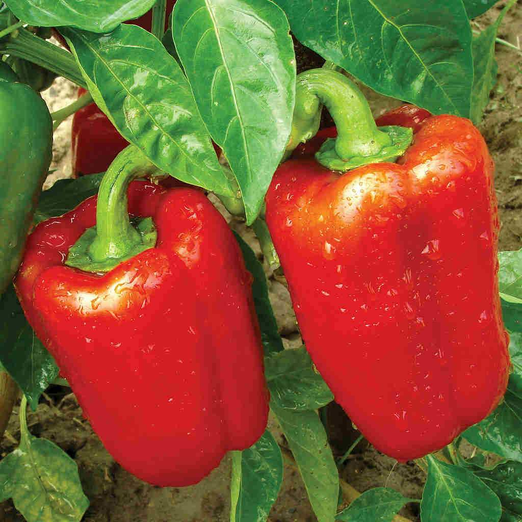 California Wonder 300 Sweet Bell Pepper Seeds - Heirloom Capsicum annuum, 300mg