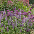 1,000 Anise Hyssop Seeds (Agastache foeniculum) – Non-GMO, Pollinator-Friendly