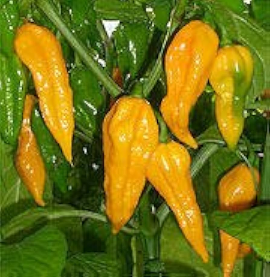 Fatalii Pepper Seeds - Heirloom Capsicum chinense, 125k-325k SHU, Citrus Flavor, USDA Zones 3-10