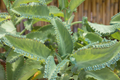 Mother of Thousands Seeds (Kalanchoe daigremontiana) – 25 Rare Succulent Seeds