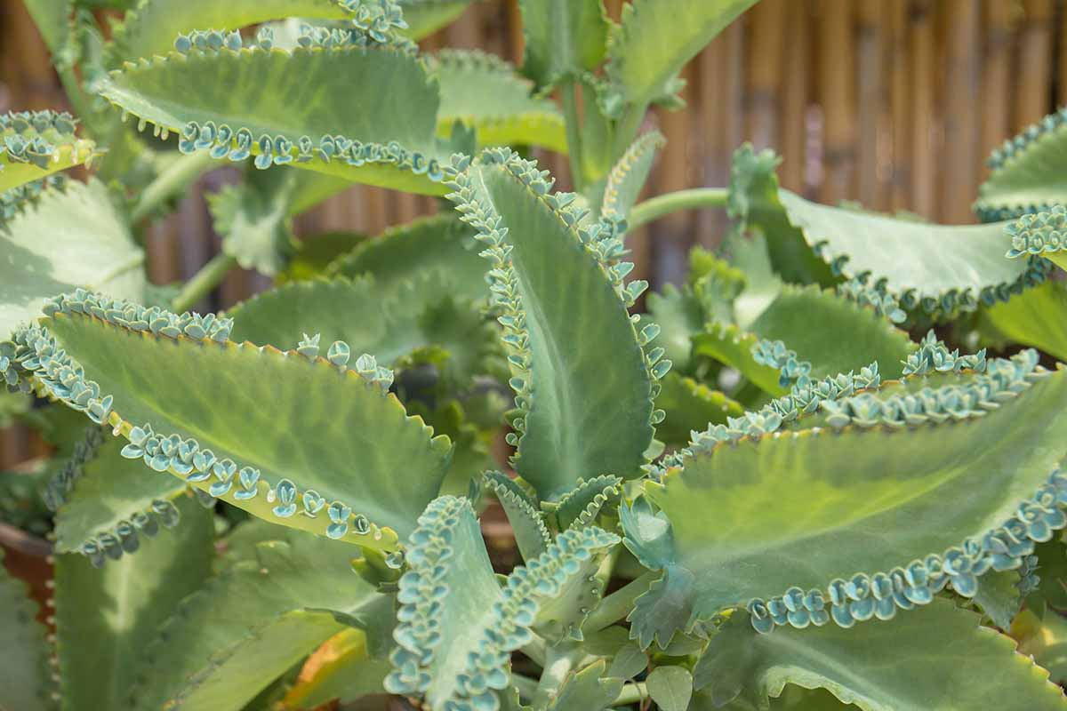 Mother of Thousands Seeds (Kalanchoe daigremontiana) – 25 Rare Succulent Seeds