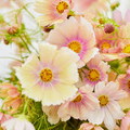 Apricot Lemonade Cosmos Seeds (Cosmos bipinnatus) - 200+ Seeds, Easy Annual for Pollinators