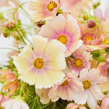 Apricot Lemonade Cosmos Seeds (Cosmos bipinnatus) - 200+ Seeds, Easy Annual for Pollinators