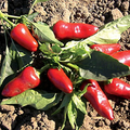 Fresno Pepper Seeds - Heirloom, Non-GMO, High Yield (25 Seeds)
