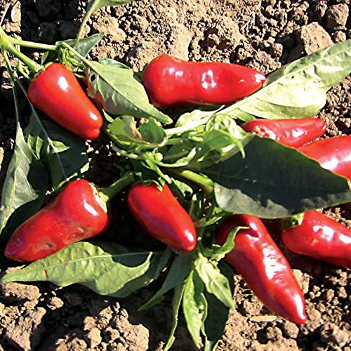 Fresno Pepper Seeds - Heirloom, Non-GMO, High Yield (25 Seeds)