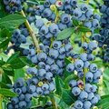 Blueberry Plant Rooted Cutting - Live Bare Root Starter, Easy to Grow