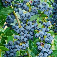 Blueberry Plant Rooted Cutting - Live Bare Root Starter, Easy to Grow